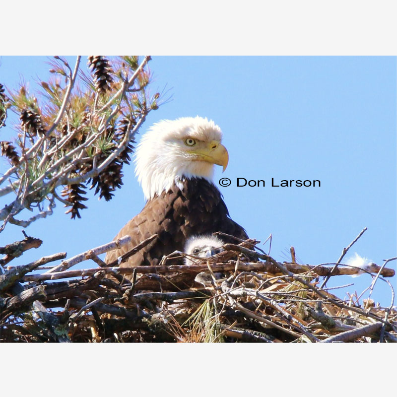 Bald Eagle Baby Eagle - Don Larson Art